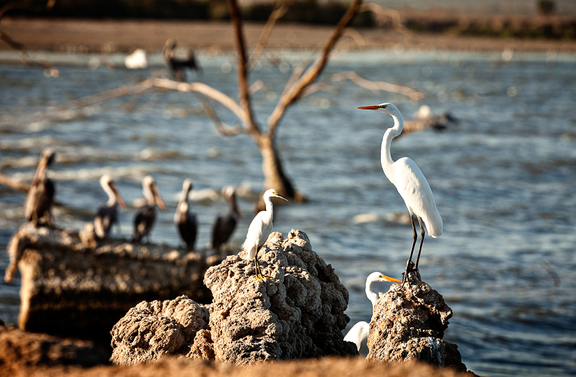 apf_ecosystem-134.JPG